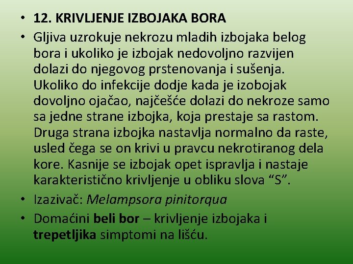  • 12. KRIVLJENJE IZBOJAKA BORA • Gljiva uzrokuje nekrozu mladih izbojaka belog bora