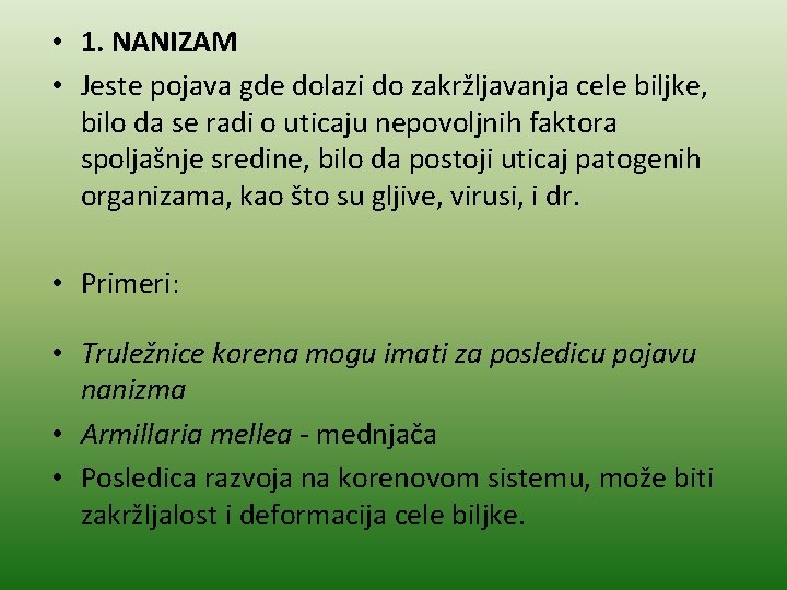  • 1. NANIZAM • Jeste pojava gde dolazi do zakržljavanja cele biljke, bilo