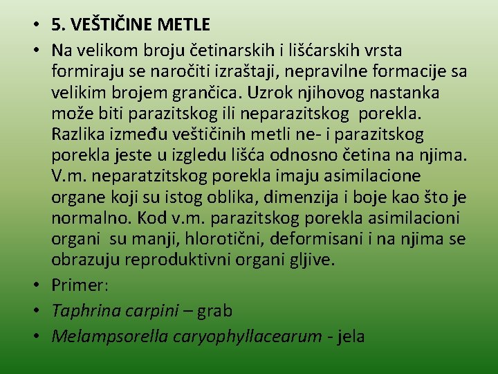  • 5. VEŠTIČINE METLE • Na velikom broju četinarskih i lišćarskih vrsta formiraju