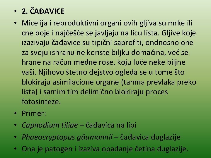  • 2. ČAĐAVICE • Micelija i reproduktivni organi ovih gljiva su mrke ili