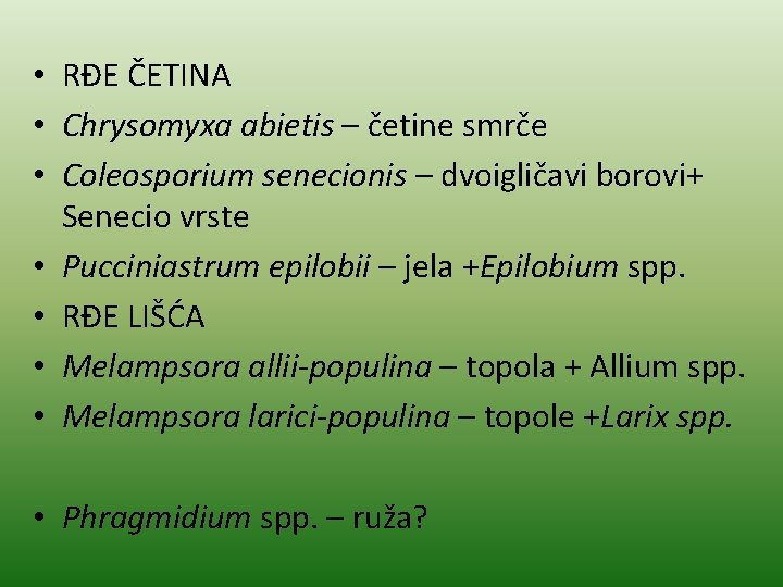  • RĐE ČETINA • Chrysomyxa abietis – četine smrče • Coleosporium senecionis –