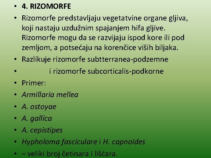  • 4. RIZOMORFE • Rizomorfe predstavljaju vegetatvine organe gljiva, koji nastaju uzdužnim spajanjem