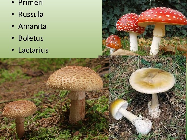  • • • Primeri Russula Amanita Boletus Lactarius 