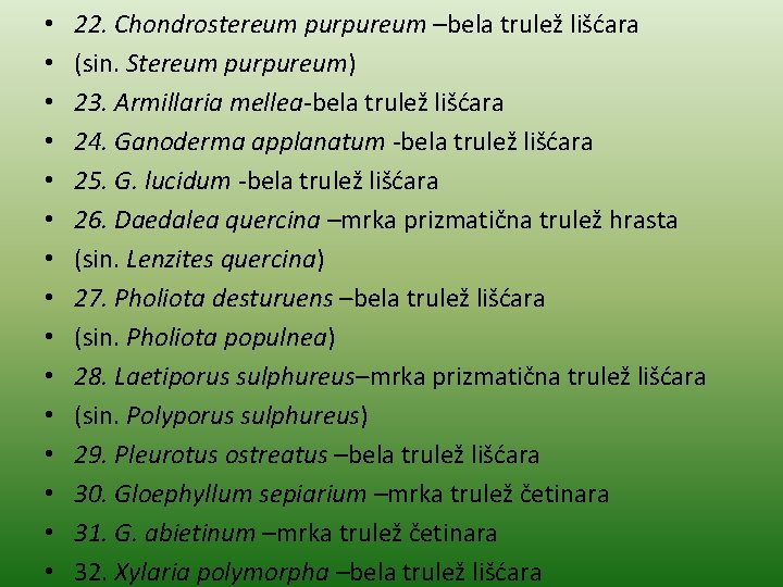  • • • • 22. Chondrostereum purpureum –bela trulež lišćara (sin. Stereum purpureum)