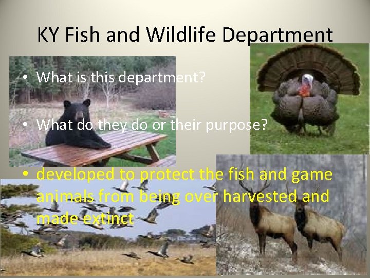 KY Fish and Wildlife Department • What is this department? • What do they