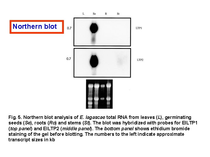 Northern blot Fig. 5. Northern blot analysis of E. lagascae total RNA from leaves