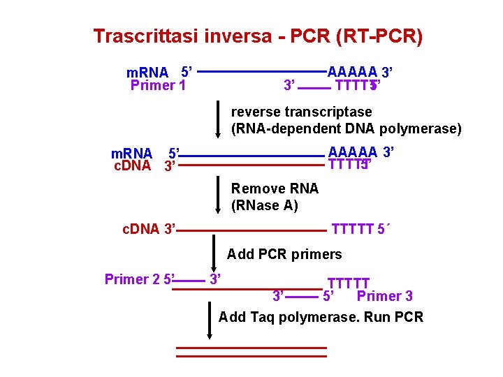 Trascrittasi inversa - PCR (RT-PCR) m. RNA 5’ Primer 1 3’ AAAAA 3’ TTTTT