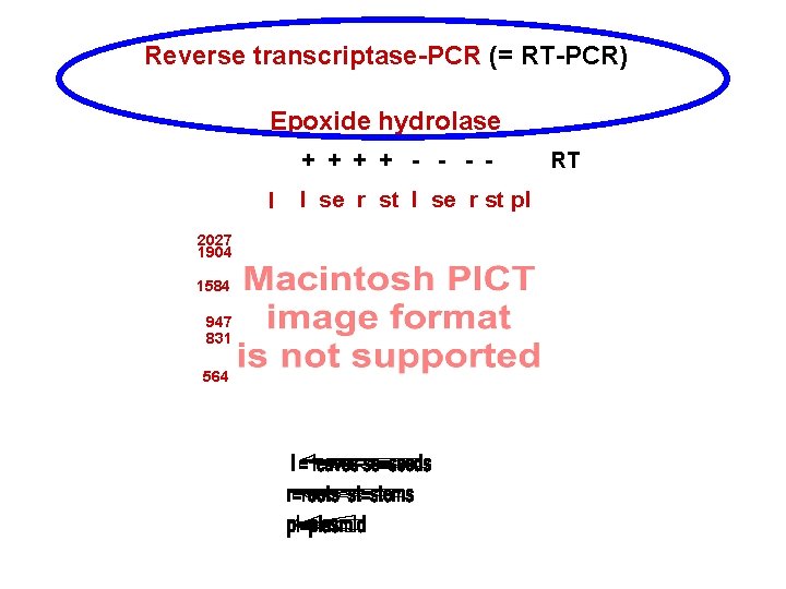Reverse transcriptase-PCR (= RT-PCR) Epoxide hydrolase + + - - - l 2027 1904