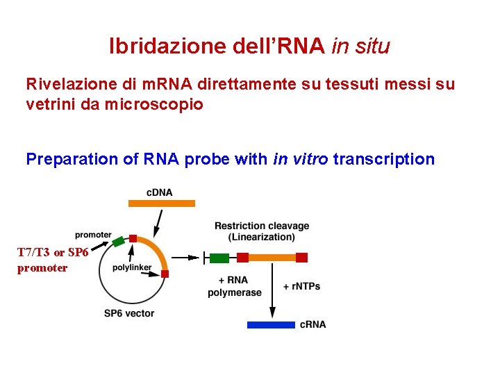 Ibridazione dell’RNA in situ Rivelazione di m. RNA direttamente su tessuti messi su vetrini