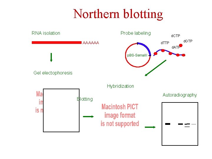 Northern blotting RNA isolation Probe labeling AAAAAA d. CTP d. GTP d. TTP d.