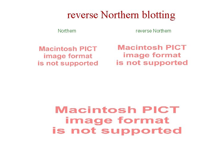 reverse Northern blotting Northern reverse Northern 