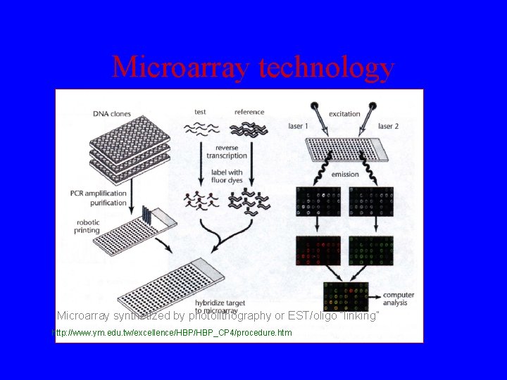 Microarray technology Probes Microarray synthetized by photolithography or EST/oligo “linking” http: //www. ym. edu.