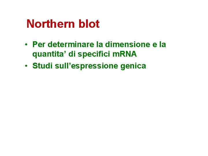 Northern blot • Per determinare la dimensione e la quantita’ di specifici m. RNA