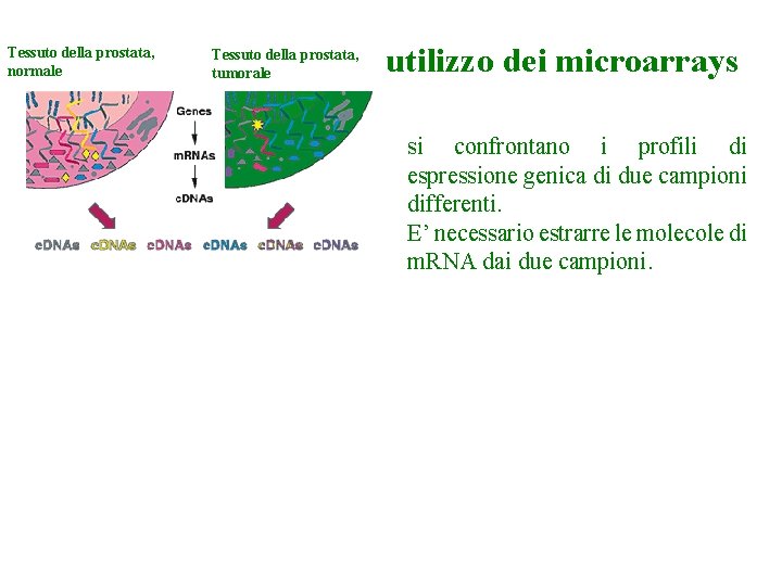 Tessuto della prostata, normale Tessuto della prostata, tumorale utilizzo dei microarrays si confrontano i