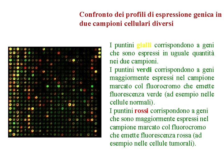 Confronto dei profili di espressione genica in due campioni cellulari diversi I puntini gialli