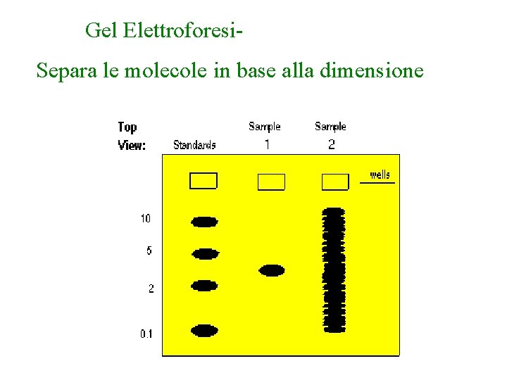 Gel Elettroforesi. Separa le molecole in base alla dimensione 