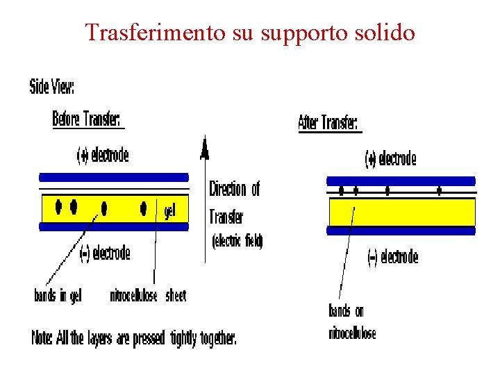 Trasferimento su supporto solido 