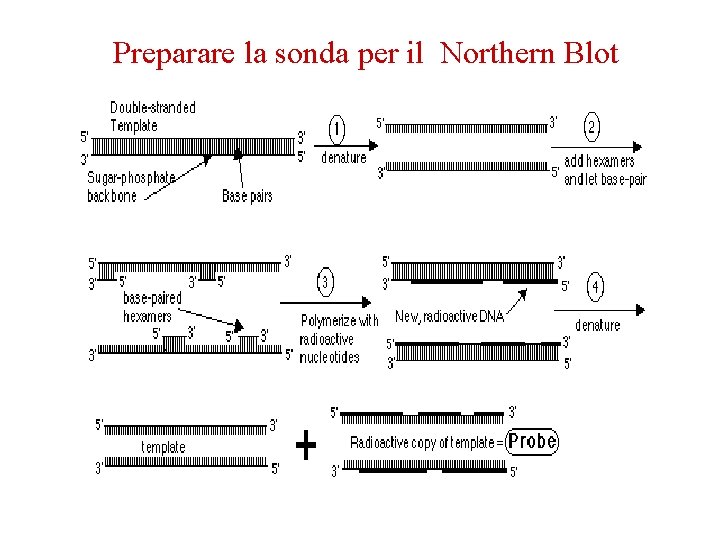 Preparare la sonda per il Northern Blot 