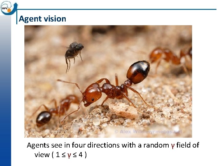 Agent vision Agents see in four directions with a random γ field of view