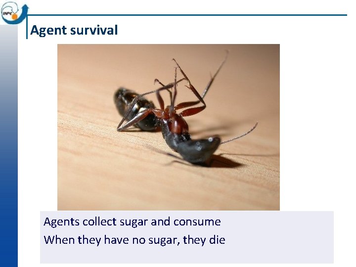 Agent survival Agents collect sugar and consume When they have no sugar, they die