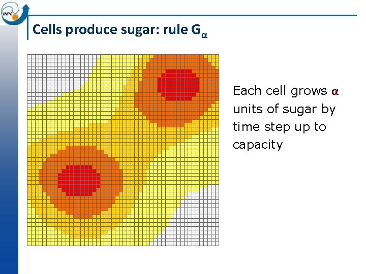 Cells produce sugar: rule Gα Each cell grows α units of sugar by time