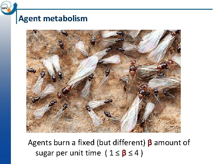 Agent metabolism Agents burn a fixed (but different) β amount of sugar per unit