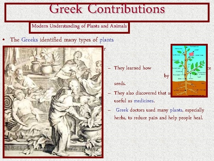 Greek Contributions Modern Understanding of Plants and Animals • The Greeks identified many types Greek Contributions Modern Understanding of Plants and Animals • The Greeks identified many types