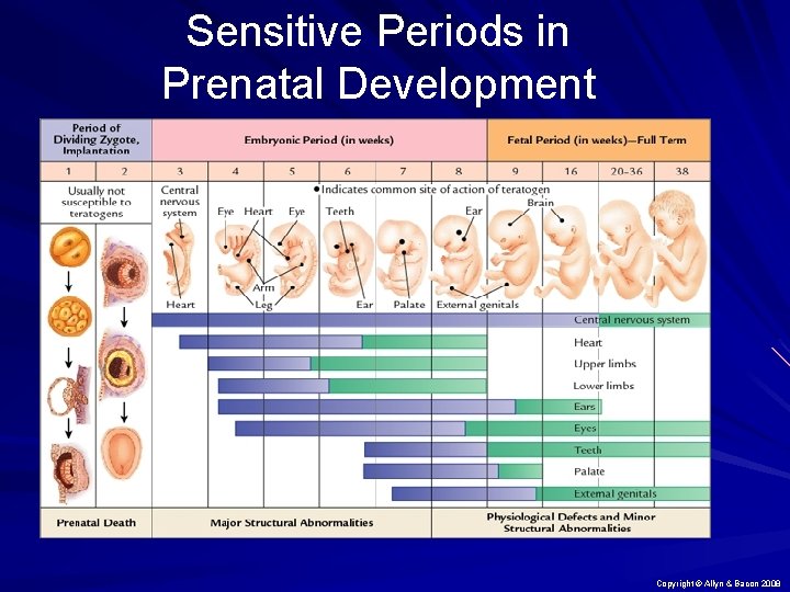 Sensitive Periods in Prenatal Development Copyright © Allyn & Bacon 2008 