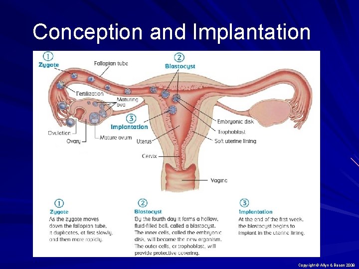 Conception and Implantation Copyright © Allyn & Bacon 2008 