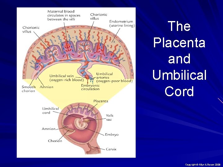 The Placenta and Umbilical Cord Copyright © Allyn & Bacon 2008 