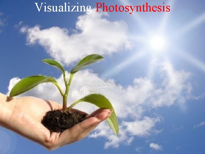 Visualizing Photosynthesis 