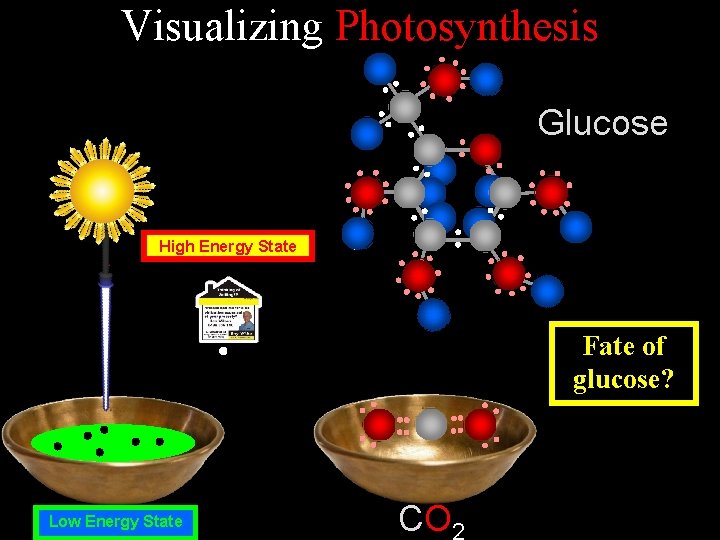 Visualizing Photosynthesis Glucose High Energy State Fate of glucose? Low Energy State CO 