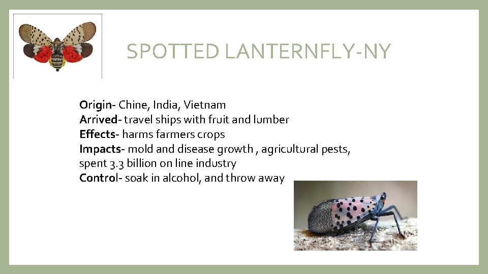 SPOTTED LANTERNFLY-NY Origin- Chine, India, Vietnam Arrived- travel ships with fruit and lumber Effects-
