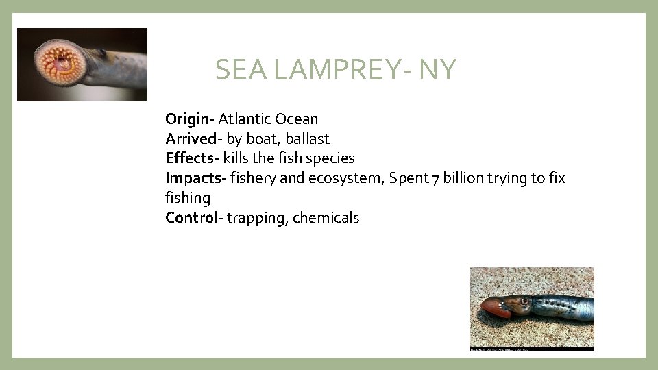 SEA LAMPREY- NY Origin- Atlantic Ocean Arrived- by boat, ballast Effects- kills the fish