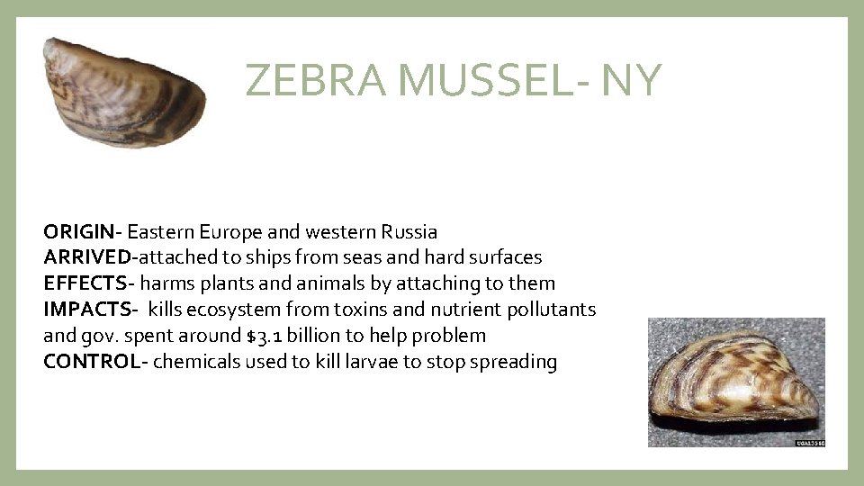 ZEBRA MUSSEL- NY ORIGIN- Eastern Europe and western Russia ARRIVED-attached to ships from seas