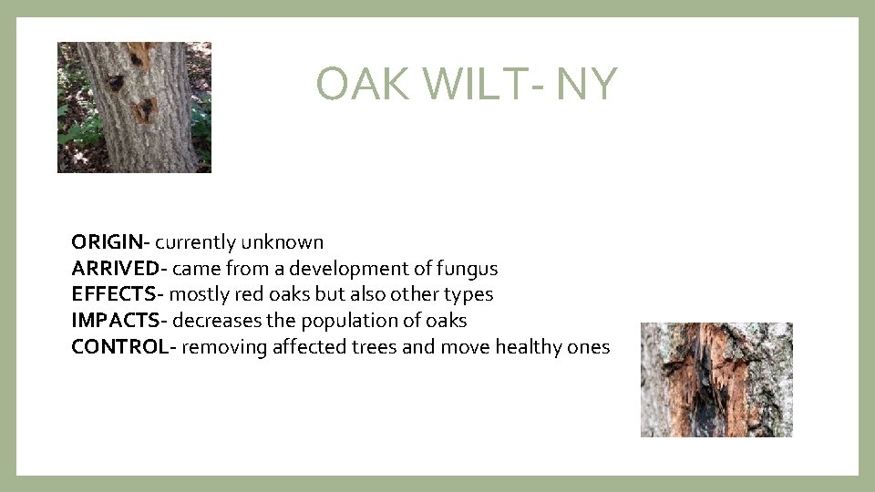 OAK WILT- NY ORIGIN- currently unknown ARRIVED- came from a development of fungus EFFECTS-