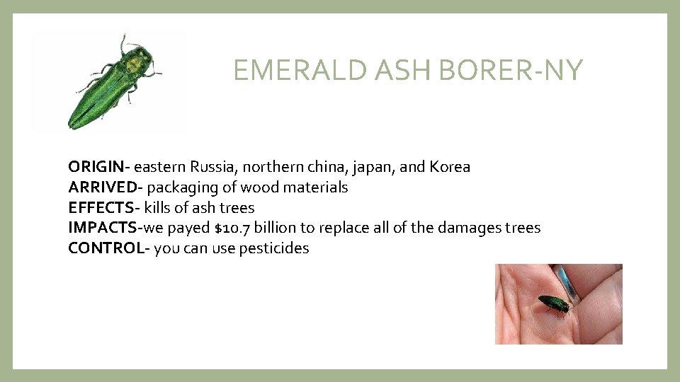 EMERALD ASH BORER-NY ORIGIN- eastern Russia, northern china, japan, and Korea ARRIVED- packaging of