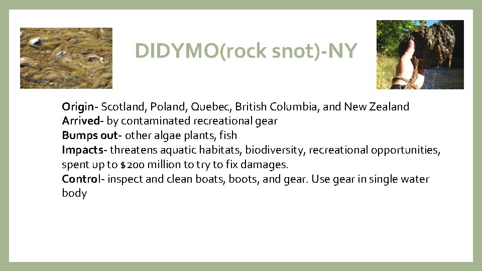 DIDYMO(rock snot)-NY Origin- Scotland, Poland, Quebec, British Columbia, and New Zealand Arrived- by contaminated