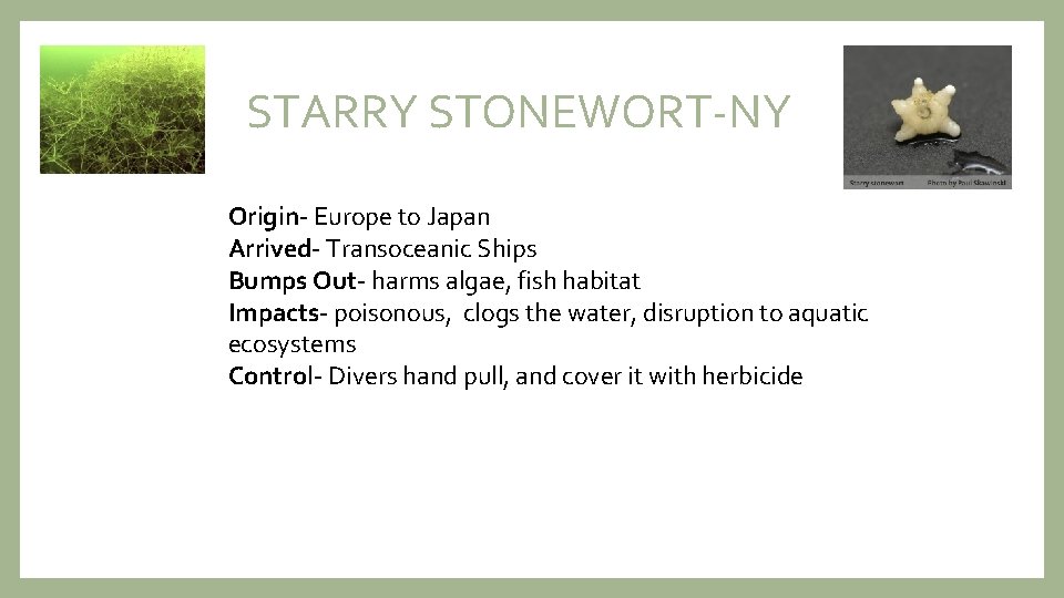 STARRY STONEWORT-NY Origin- Europe to Japan Arrived- Transoceanic Ships Bumps Out- harms algae, fish