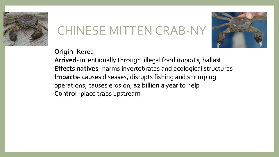 CHINESE MITTEN CRAB-NY Origin- Korea Arrived- intentionally through illegal food imports, ballast Effects natives-