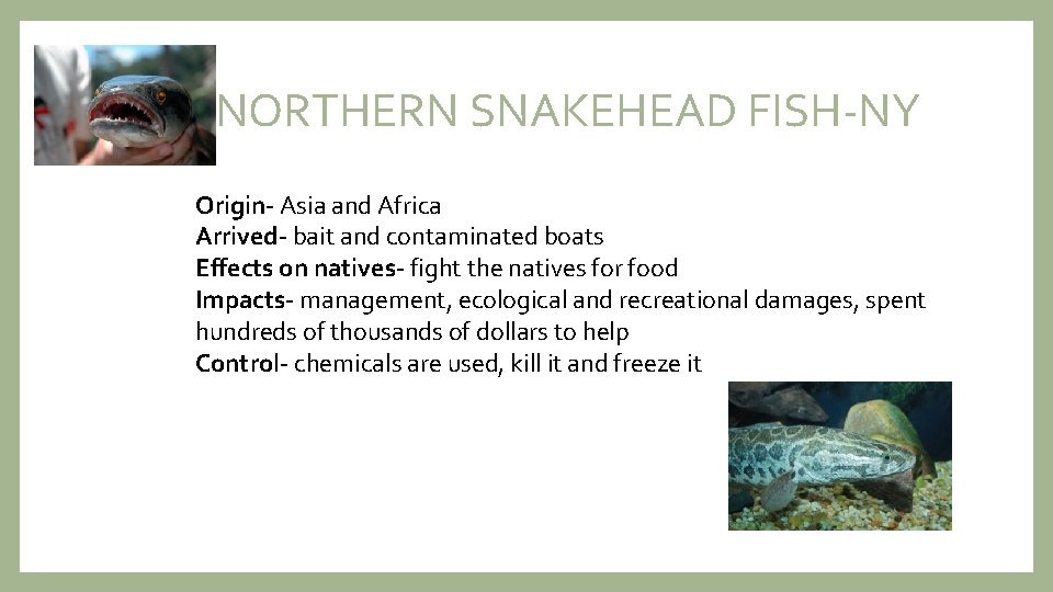 NORTHERN SNAKEHEAD FISH-NY Origin- Asia and Africa Arrived- bait and contaminated boats Effects on