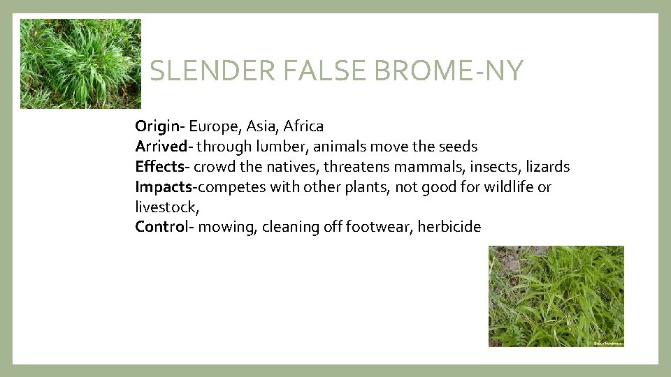 SLENDER FALSE BROME-NY Origin- Europe, Asia, Africa Arrived- through lumber, animals move the seeds