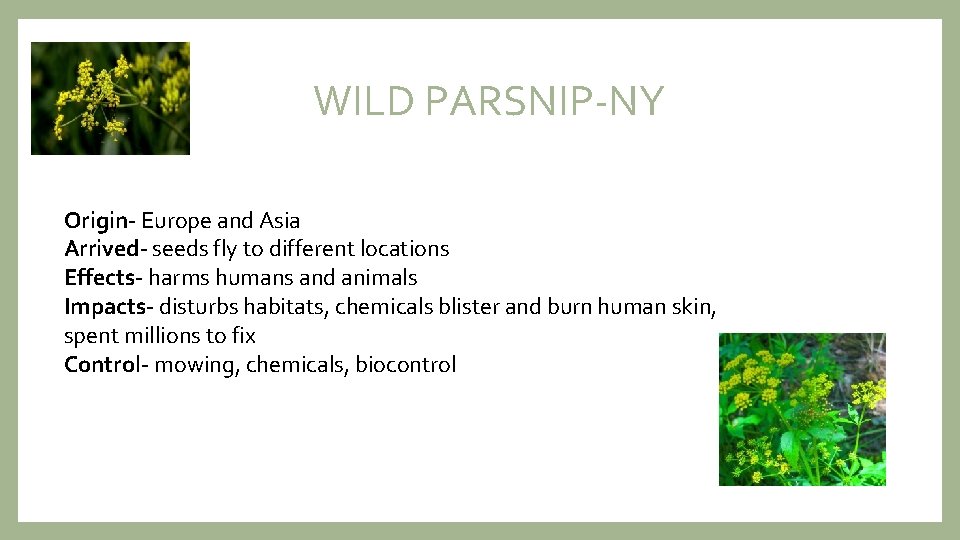 WILD PARSNIP-NY Origin- Europe and Asia Arrived- seeds fly to different locations Effects- harms