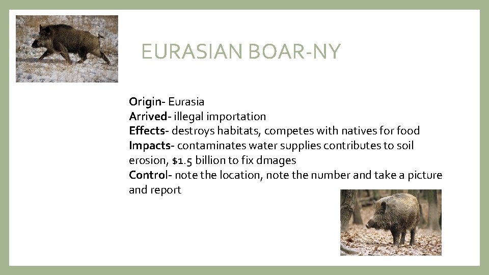 EURASIAN BOAR-NY Origin- Eurasia Arrived- illegal importation Effects- destroys habitats, competes with natives for