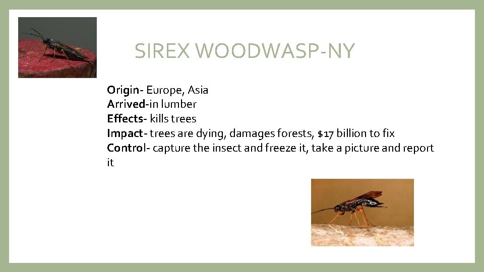 SIREX WOODWASP-NY Origin- Europe, Asia Arrived-in lumber Effects- kills trees Impact- trees are dying,
