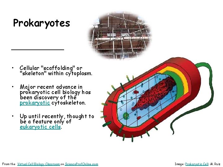 Prokaryotes ________ • Cellular "scaffolding" or "skeleton" within cytoplasm. • Major recent advance in