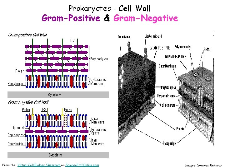 Prokaryotes - Cell Wall Gram-Positive & Gram-Negative From the Virtual Cell Biology Classroom on