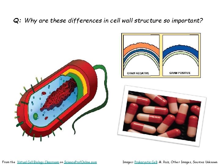 Q: Why are these differences in cell wall structure so important? From the Virtual