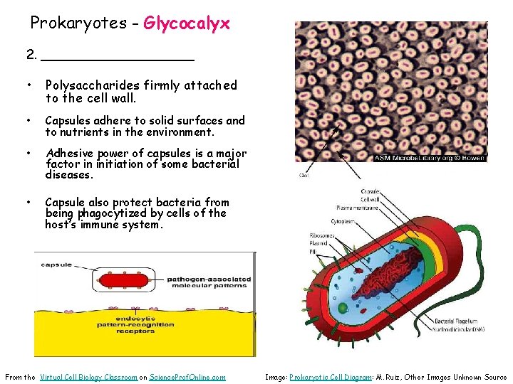 Prokaryotes - Glycocalyx 2. __________ • Polysaccharides firmly attached to the cell wall. •