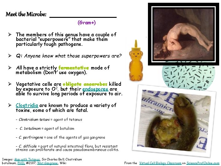 Meet the Microbe: _______ (Gram+) Ø The members of this genus have a couple